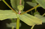 Warty spurge